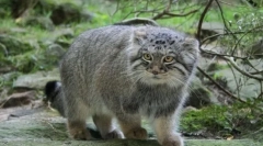 5 Nevarne pasme mačk, s katerimi ne bi smeli živeti v istem apartmaju